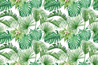 Fototapeta Liście Monstera
