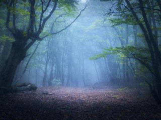 Obraz Wieloczęściowy Zamglony Leśny Krajobraz 3D