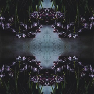 Fototapeta Kwadratowa Czarny Tulipan