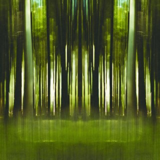 Fototapeta Kwadratowa Forestiel