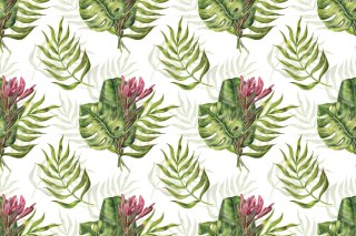 Fototapeta Liście Monstera