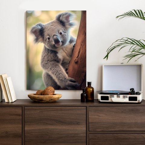 Plakat Koala Na Rozmytym Tle