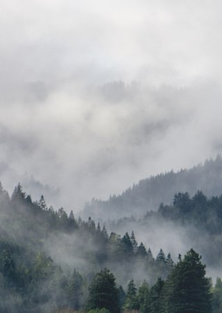 Plakat Drzewa Na Górskich Wzgórzach We Mgle