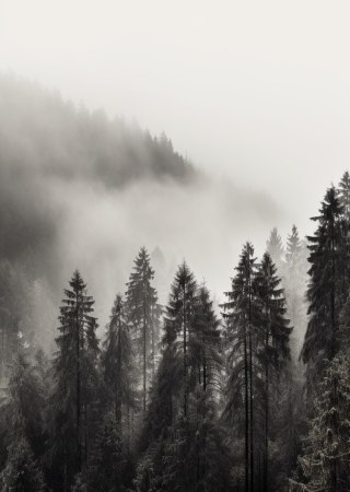 Plakat Halny Las Z Gęstą Mgłą