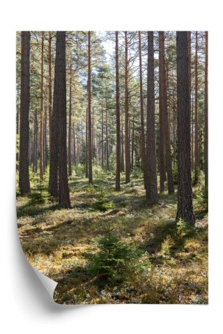 Plakat Las Sosnowy Wiosenną Porą