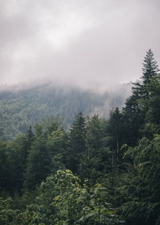 Plakat Poranek W Górach Z Mgłą Nad Zielonym Lasem