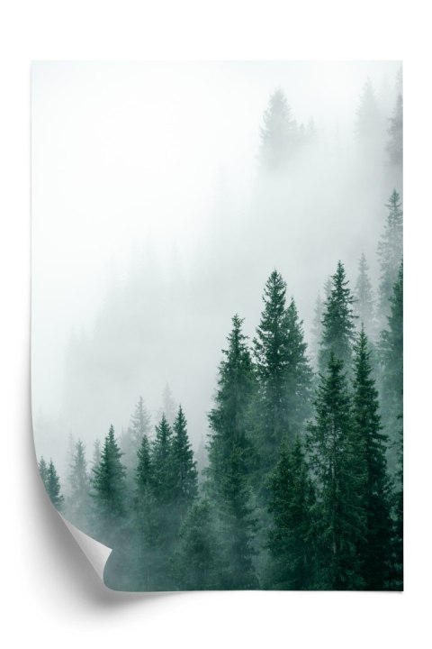 Plakat Unosząca Się Gęsta Mgła Nad Lasem Sosnowym