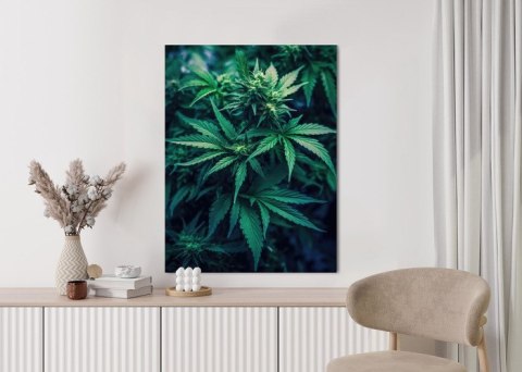 Plakat Zielona Konopia Z Bliska