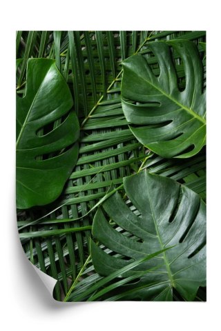 Plakat Zielone Liście Monstera I Palma