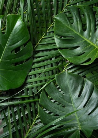 Plakat Zielone Liście Monstera I Palma
