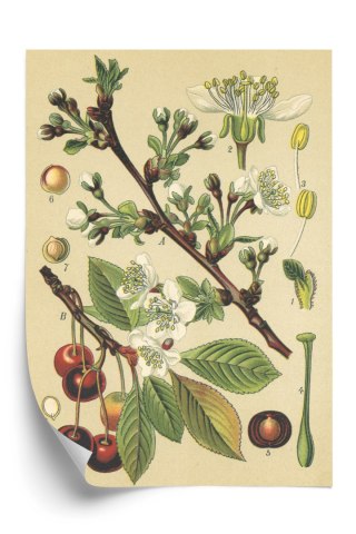 Plakat Archiwalna Ilustracja Botaniczna Kwiatów Wiśni