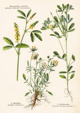 Plakat Różne Rośliny Botaniczne