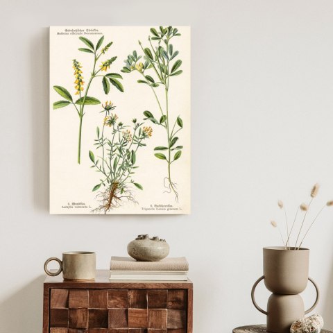 Plakat Różne Rośliny Botaniczne