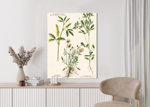 Plakat Różne Rośliny Botaniczne