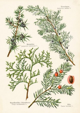 Plakat Wizerunki Starych Roślin Botanicznych