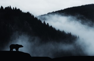 Fototapeta Niedźwiedź W Górach