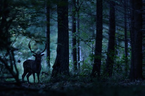 Obraz Na Płótnie Jeleń W Mrocznym Lesie