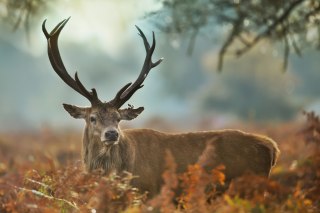 Obraz Na Płótnie Okazały Jeleń Na Rykowisku