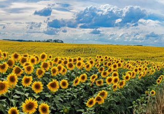 Obraz Na Płótnie Letni Krajobraz Ze Słonecznikami