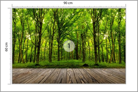 Fototapeta Wejdź Do Ciemnozielonego Lasu