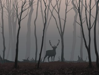 Fototapeta Jeleń W Lesie