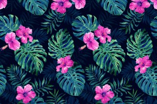 Fototapeta Liście Monstera