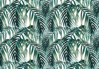 Fototapeta Liście Palmowe