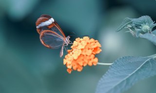 Obraz Wieloczęściowy Motyl W Letnim Ogrodzie