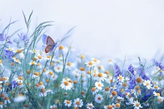 Obraz Wieloczęściowy Motyl I Polne Kwiaty